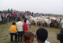 गाई गोरुलाई डाढ खेलाउने परम्परा लोप हुने अवस्थामा